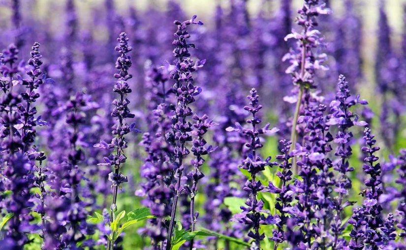  Sve ovo može žalfija za kosu!