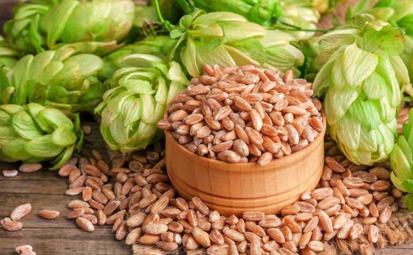  Hmelj za kosu rešava vas peruti, opadanja i masne kose!