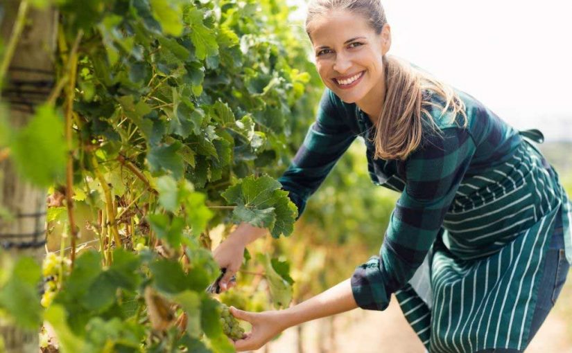  Rakija komovica za kosu ubrzava rast!