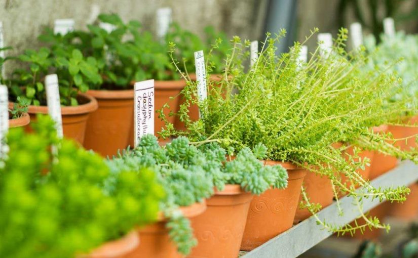  Koje su to idealne biljke za rast kose?