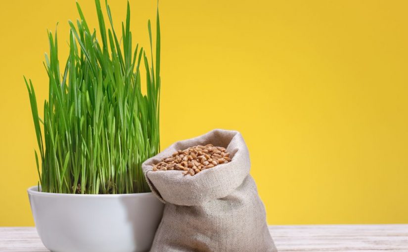 pšenične klice za kosu